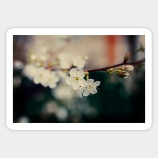 White Cherry flowers Sticker